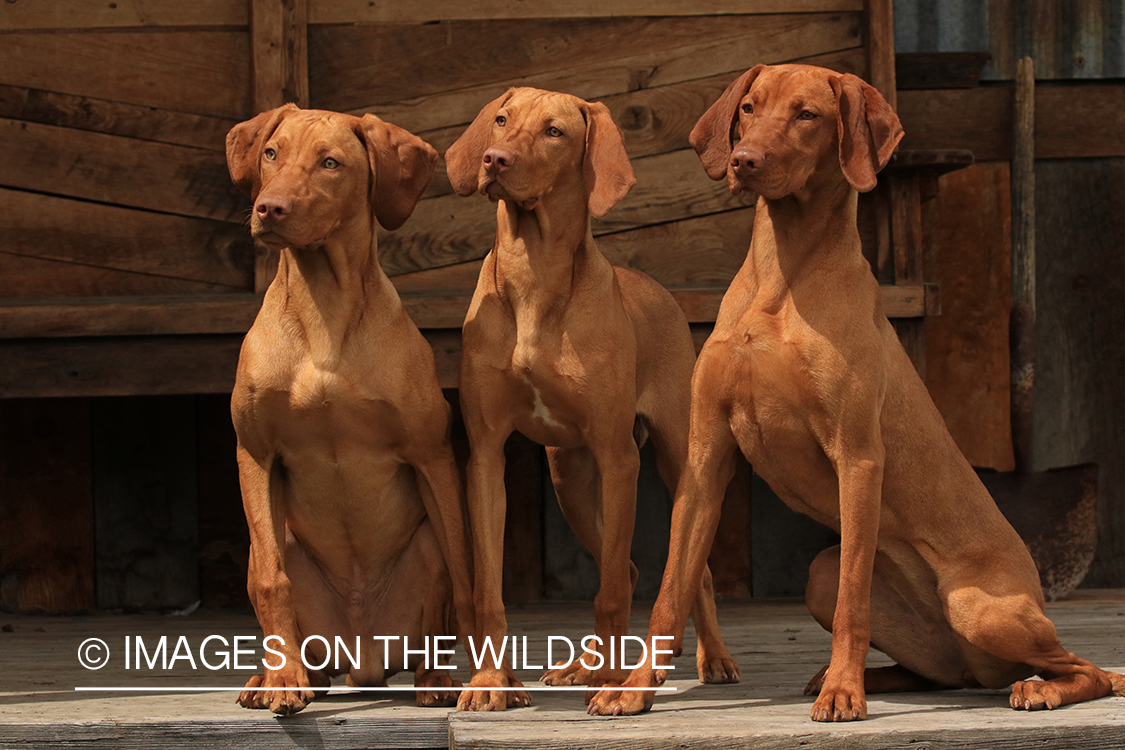 Vizslas on deck. 