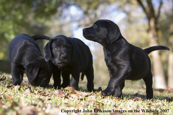 Black Labrador Retriever puppies