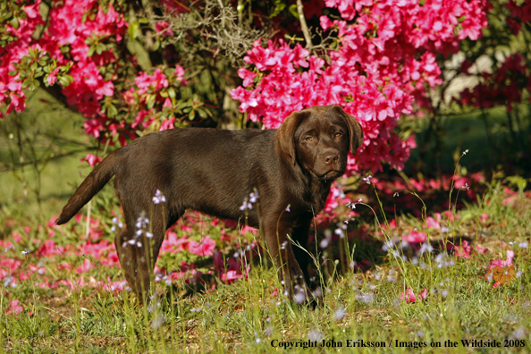 Chocolate Labrador Retriever puppy in field