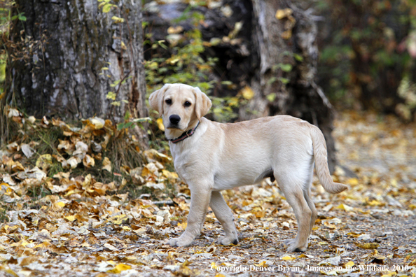 Yellow Labrador Retriever Puppy