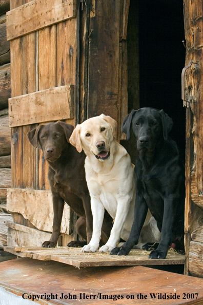 Multi-colored labrador retrievers in field.