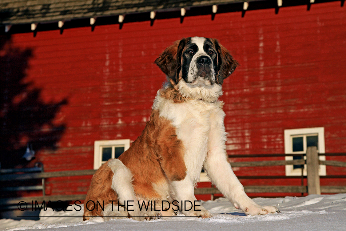 St. Bernard in field.