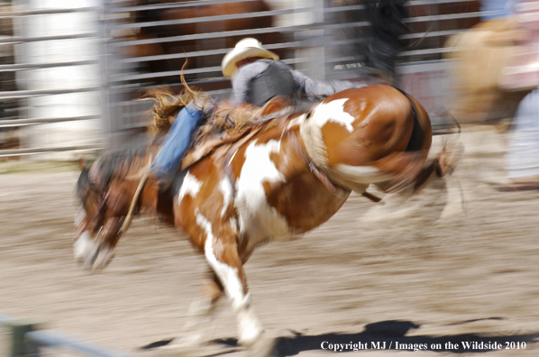 Augusta Rodeo