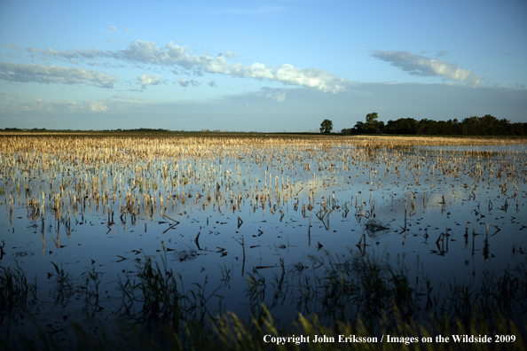 Flood crop fields