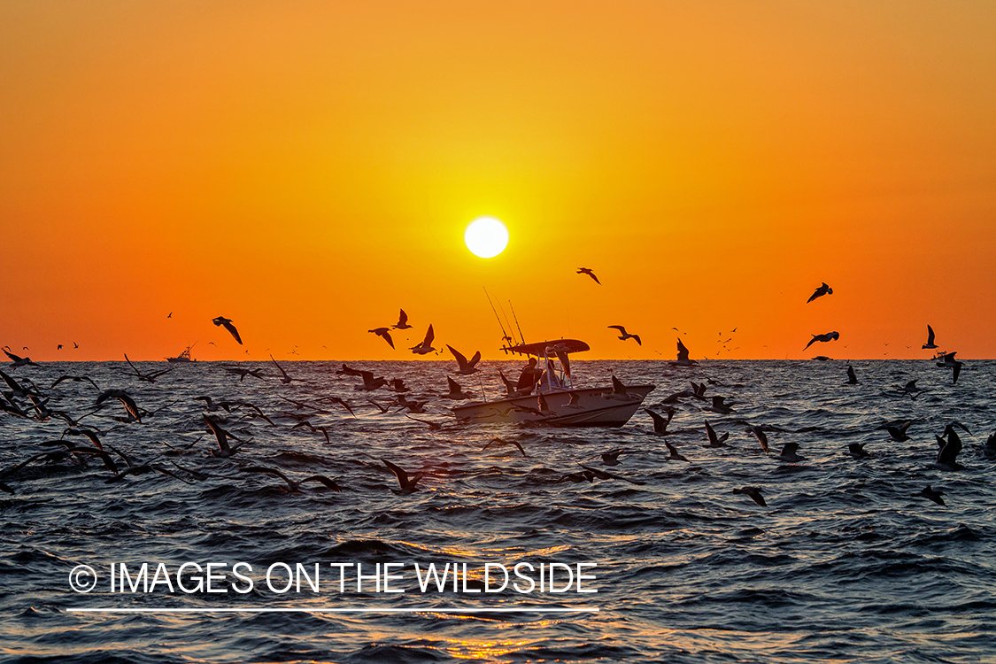 Fishermen on deep sea fishing boat with seagulls at sunset.