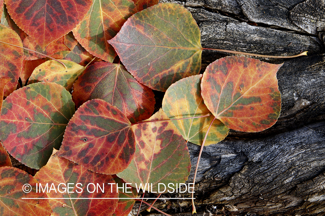 Aspen leaves on log in autumn.