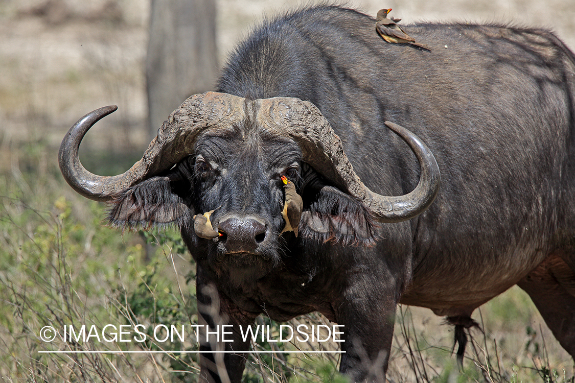 Cape buffalo in habitat.