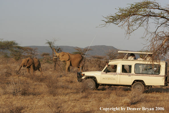 African Elephants