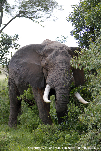 African Bull Elephant 