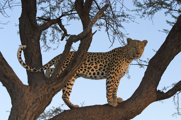 Leopard in tree. Africa