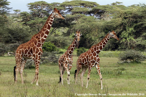 Reticulated Giraffe 