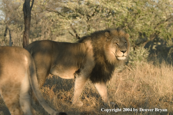 Male African lion in habitat. Africa