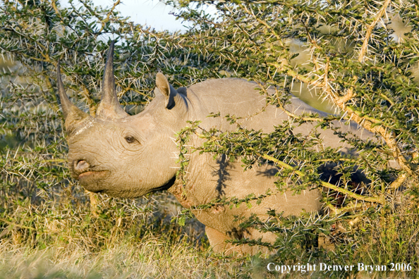 Black rhino in Africa.