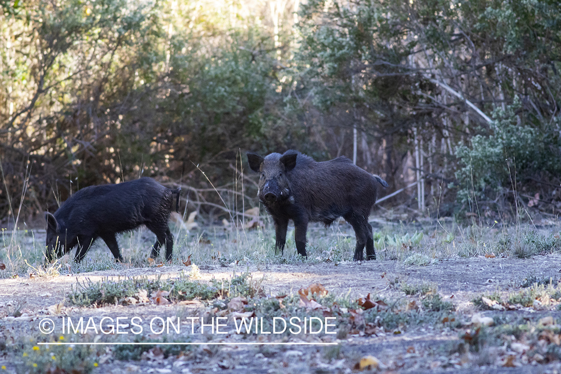 Feral hogs in field.