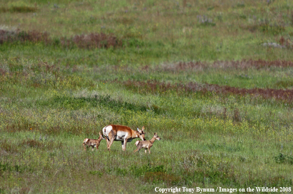 Antelope Doe with fawns