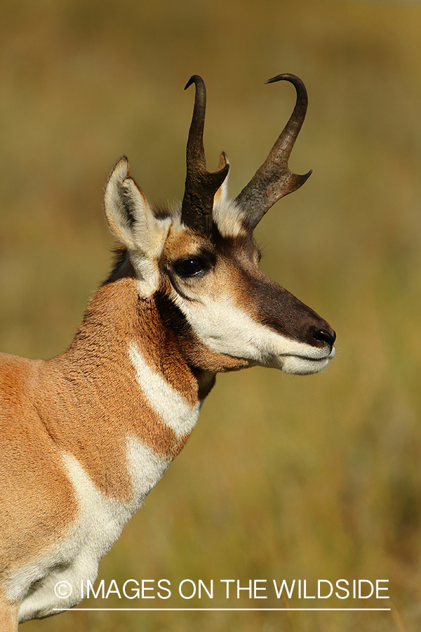 Pronghorn Antelope in habitat. 