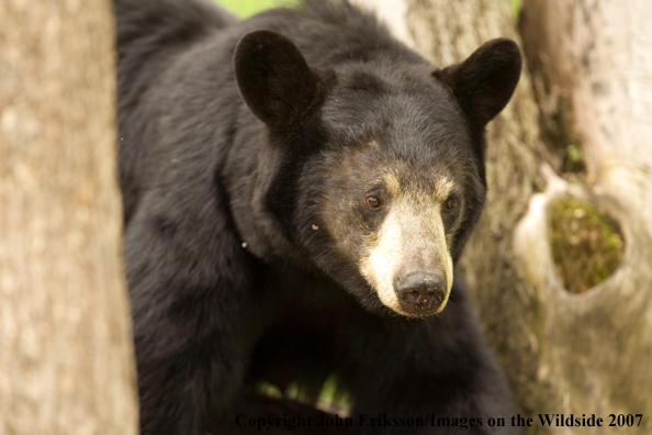 Black bear in habitat