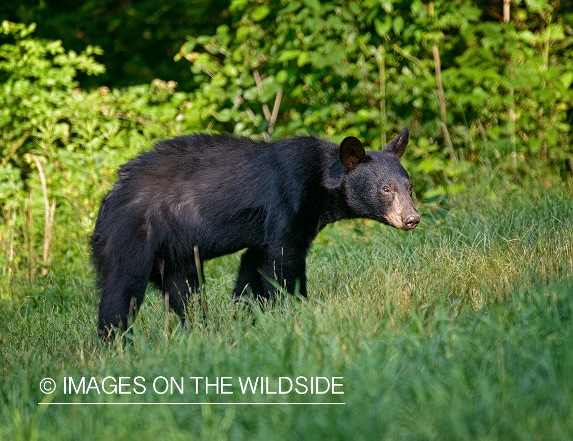 Black bear in habitat. 