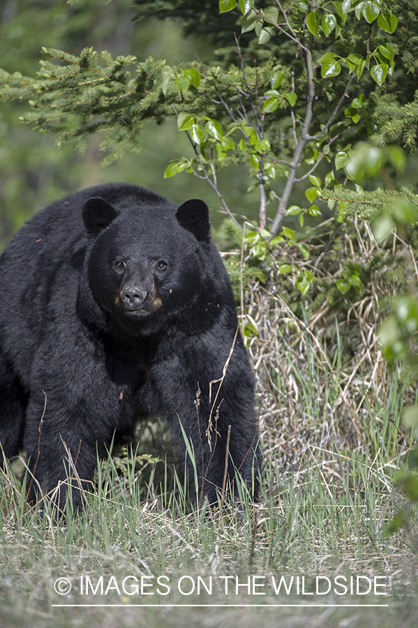 Black bear in habitat.