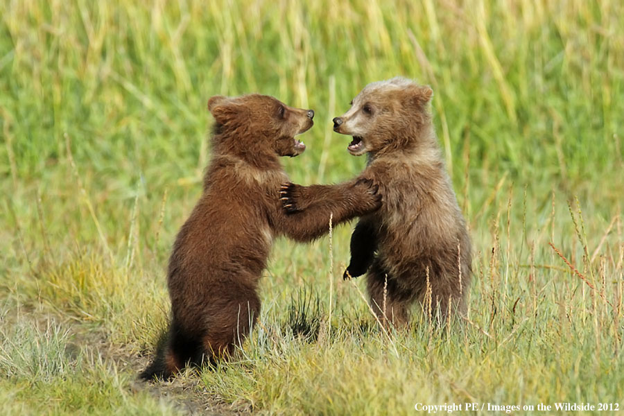 Brown Bear cubs playing.