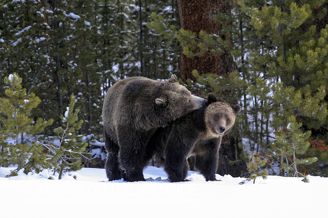 Grizzly Bears mating in winter habitat.