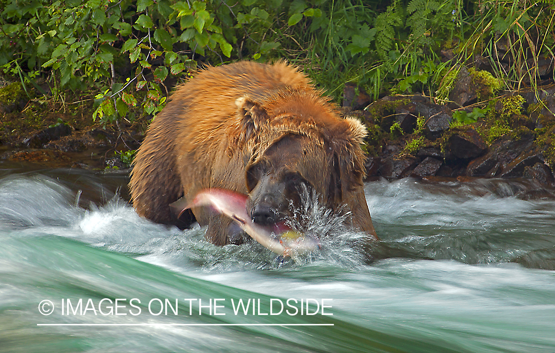 Grizzly catching fish.