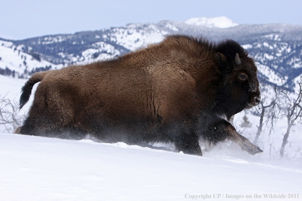 Bull bison running through snow. 