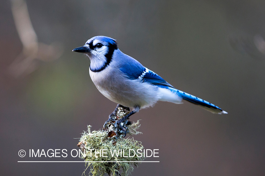 Blue Jay in habitat. 