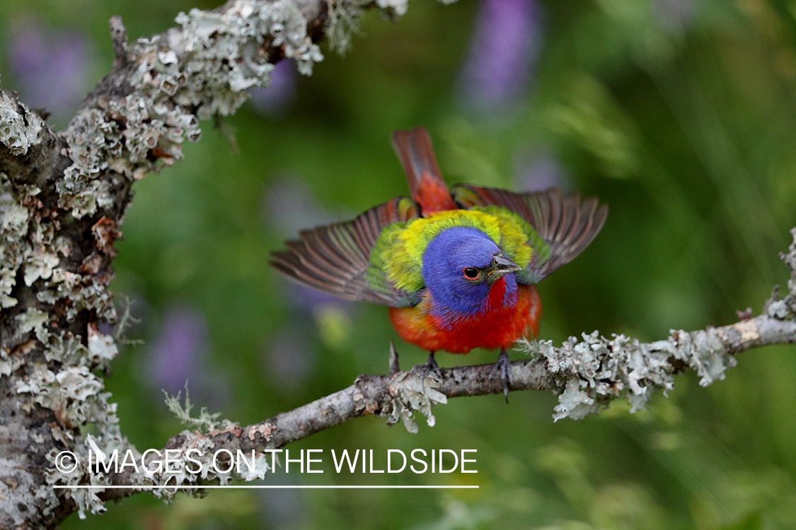 Painted Bunting in habitat.