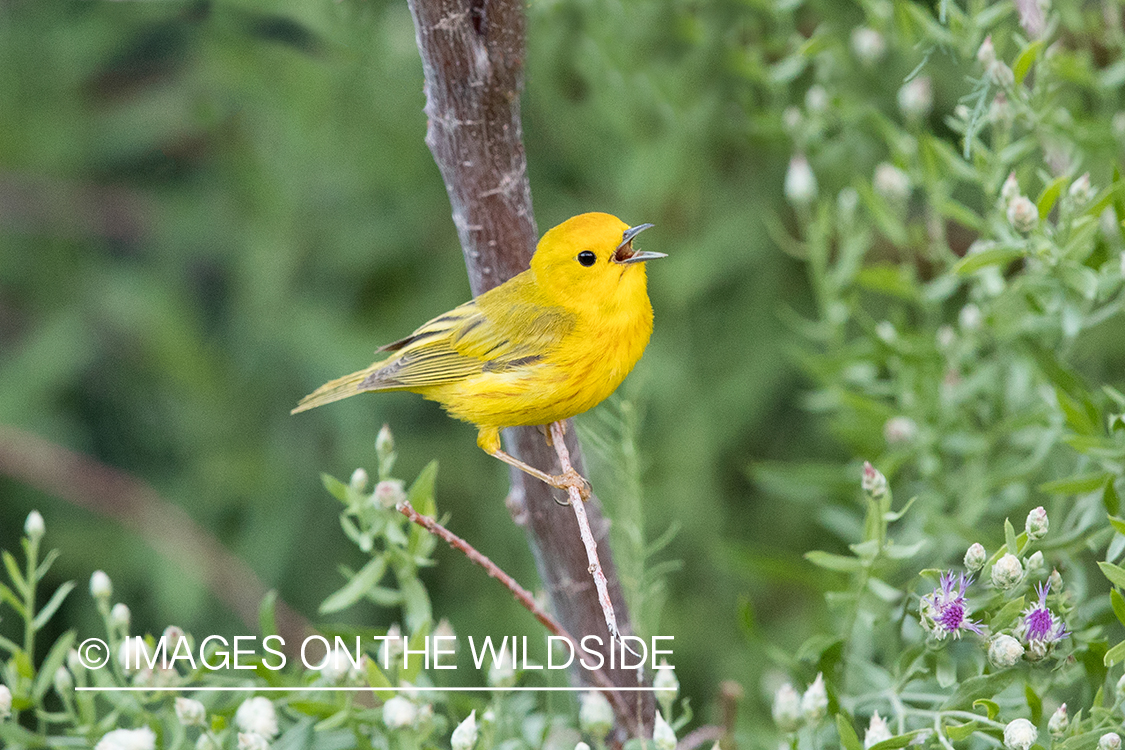 Yellow Warbler on branch.