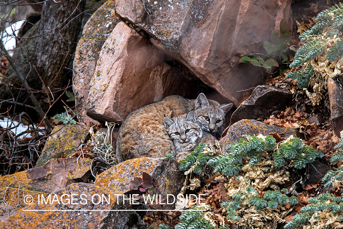 Bobcats in den.