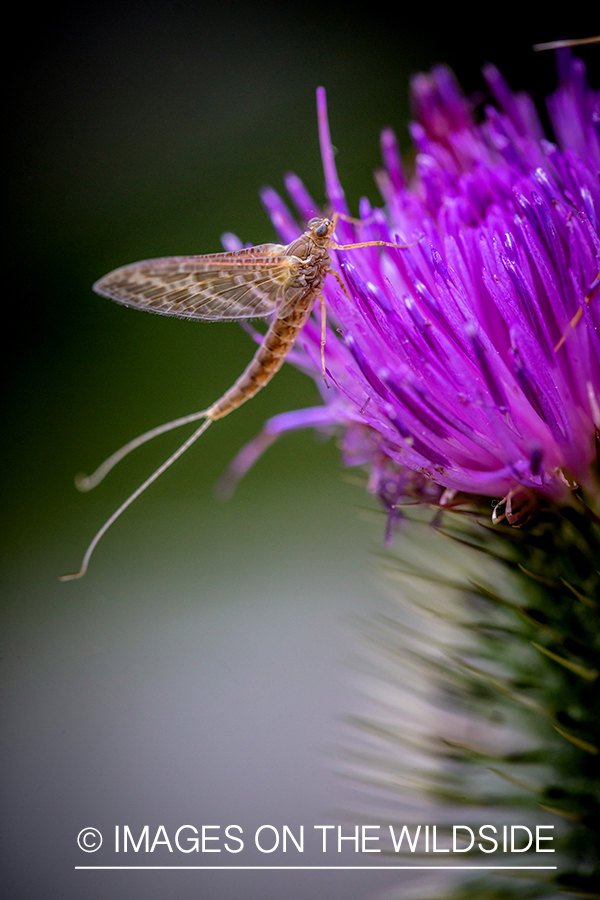 Mayfly on Purple flower.