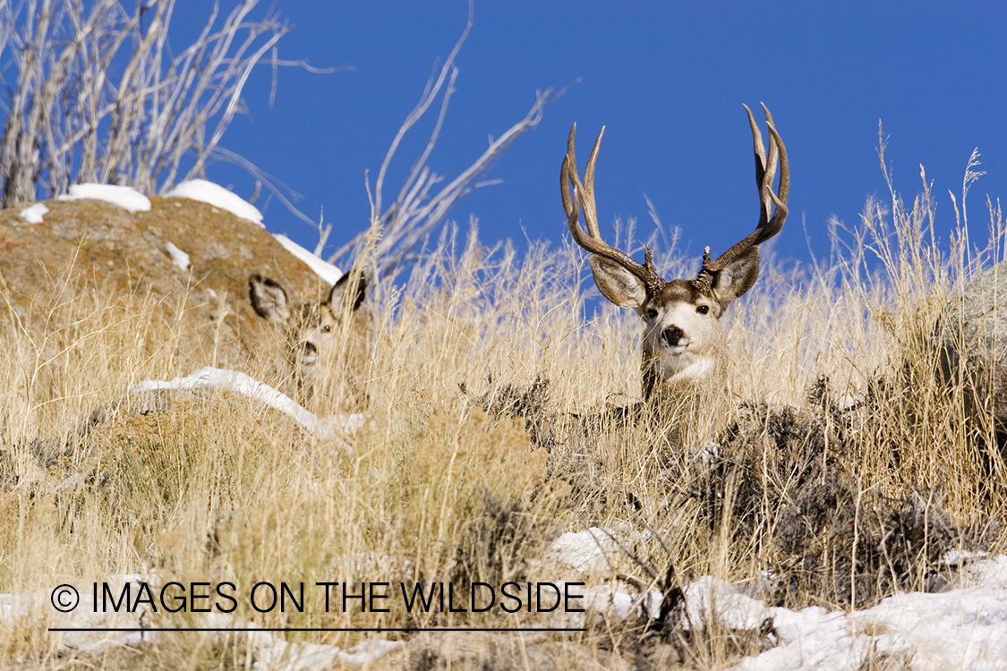 Mule deer bedded in habitat.