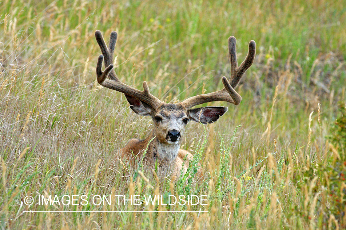 Mule deer buck in habitat. 