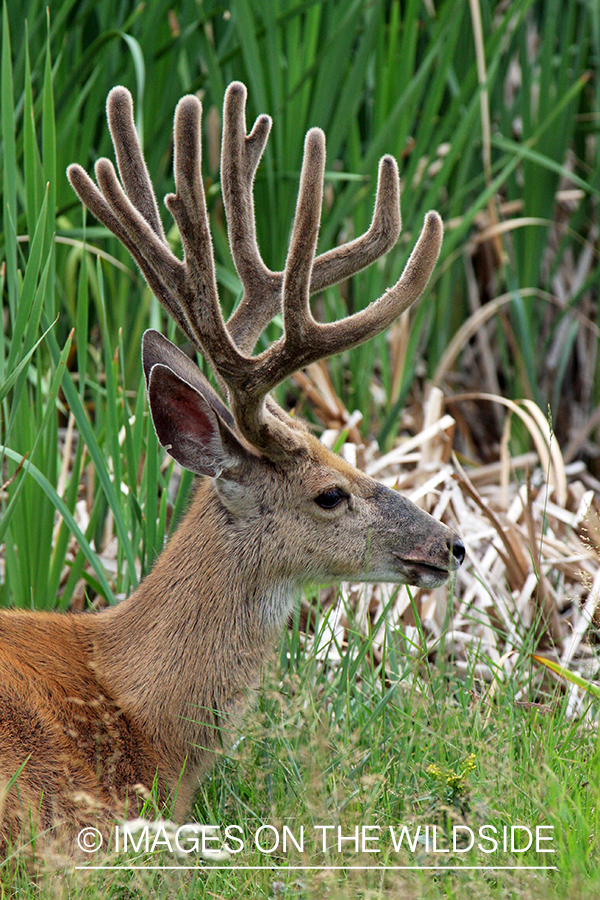 Mule deer buck in habitat. 