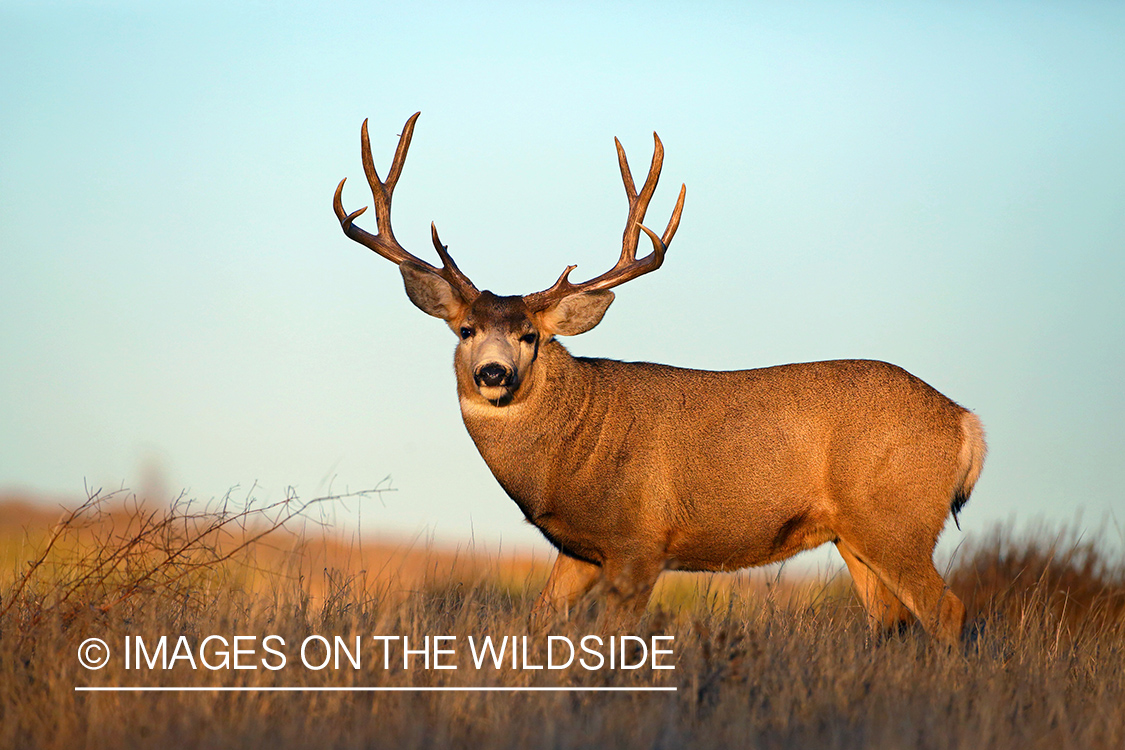 Mule deer buck in habitat.