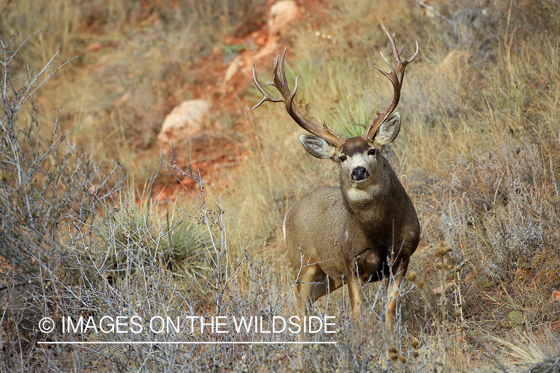 Mule deer buck in habitat. 