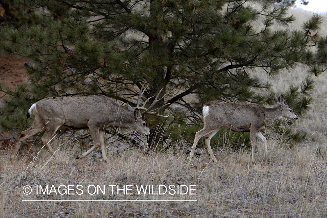 Mule deer buck with doe in field.