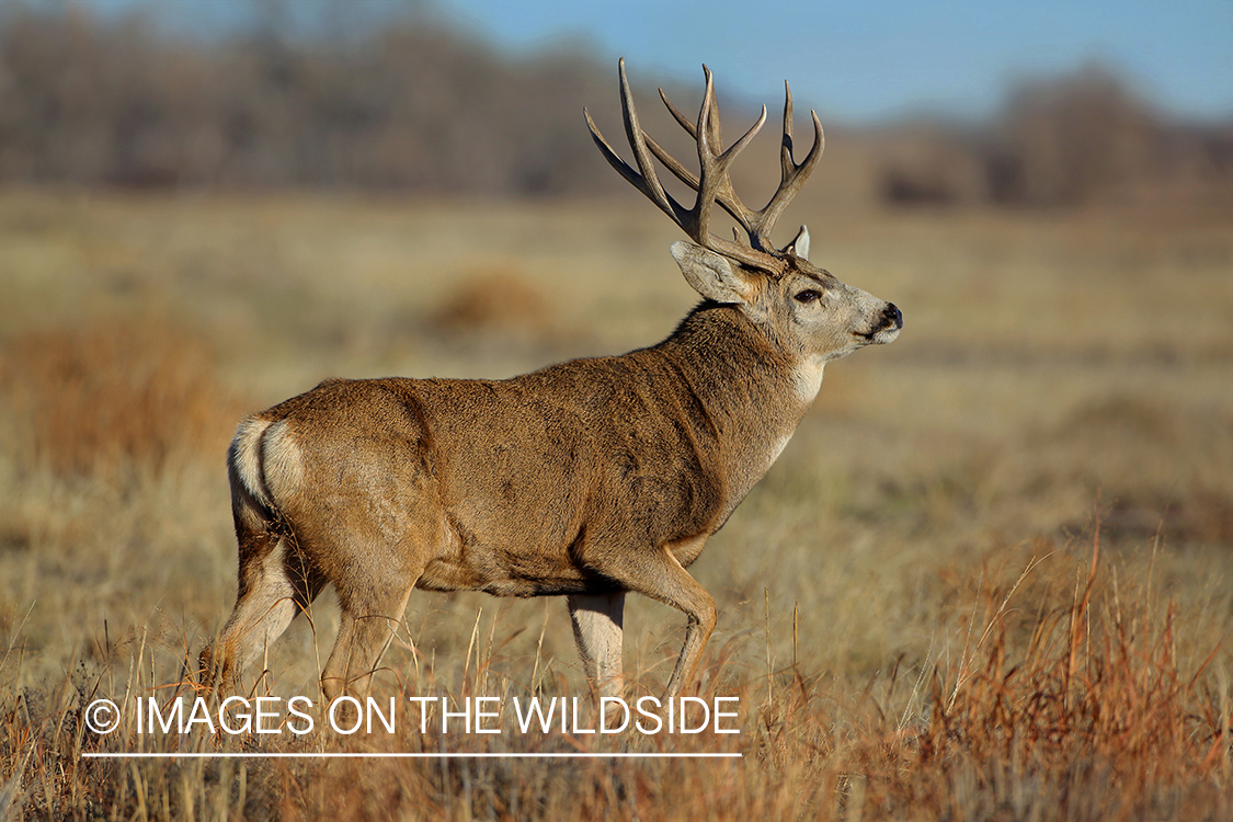 Mule deer buck in field.