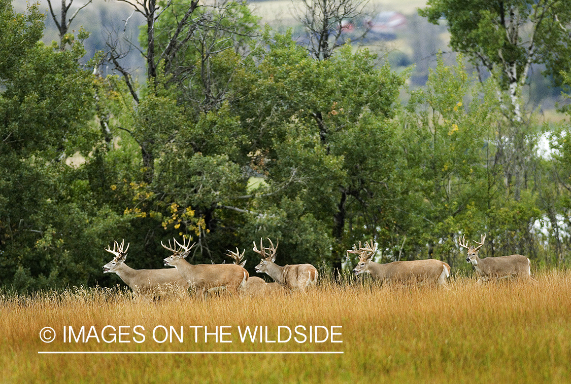 Whitetailed deer in habitat.