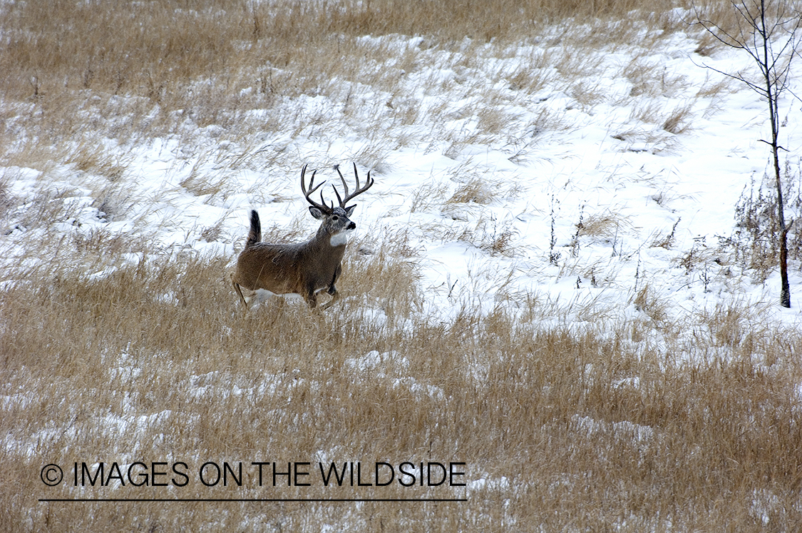 Whitetail Buck