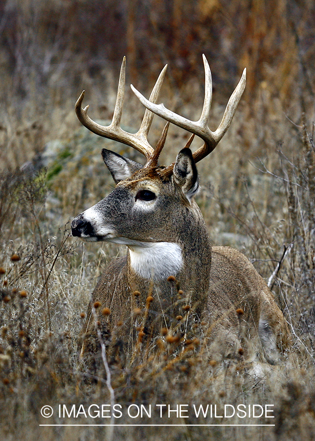 Whitetail Buck