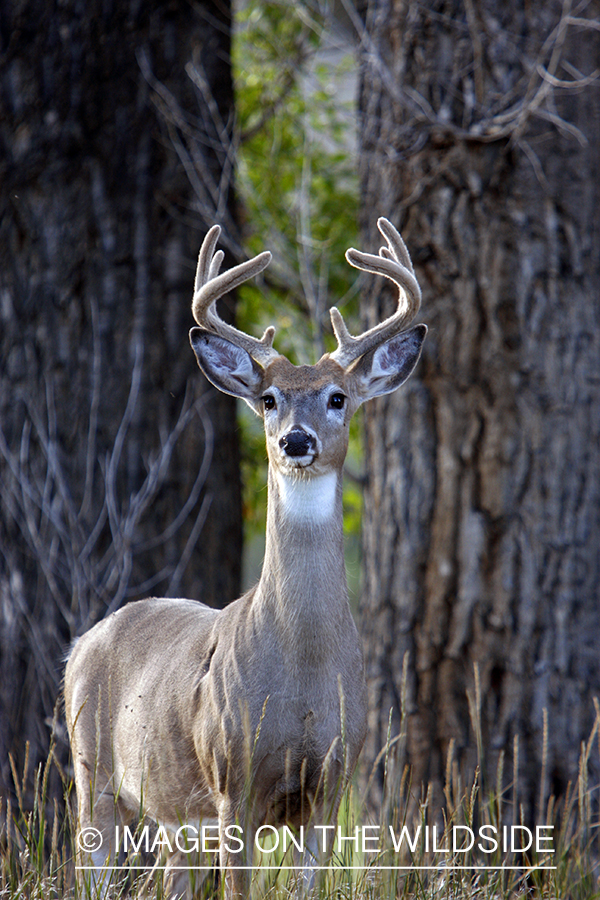 Whitetail Buck in velvet