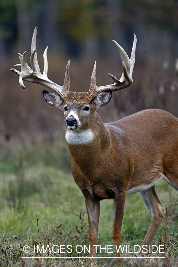 Whitetail buck in habitat