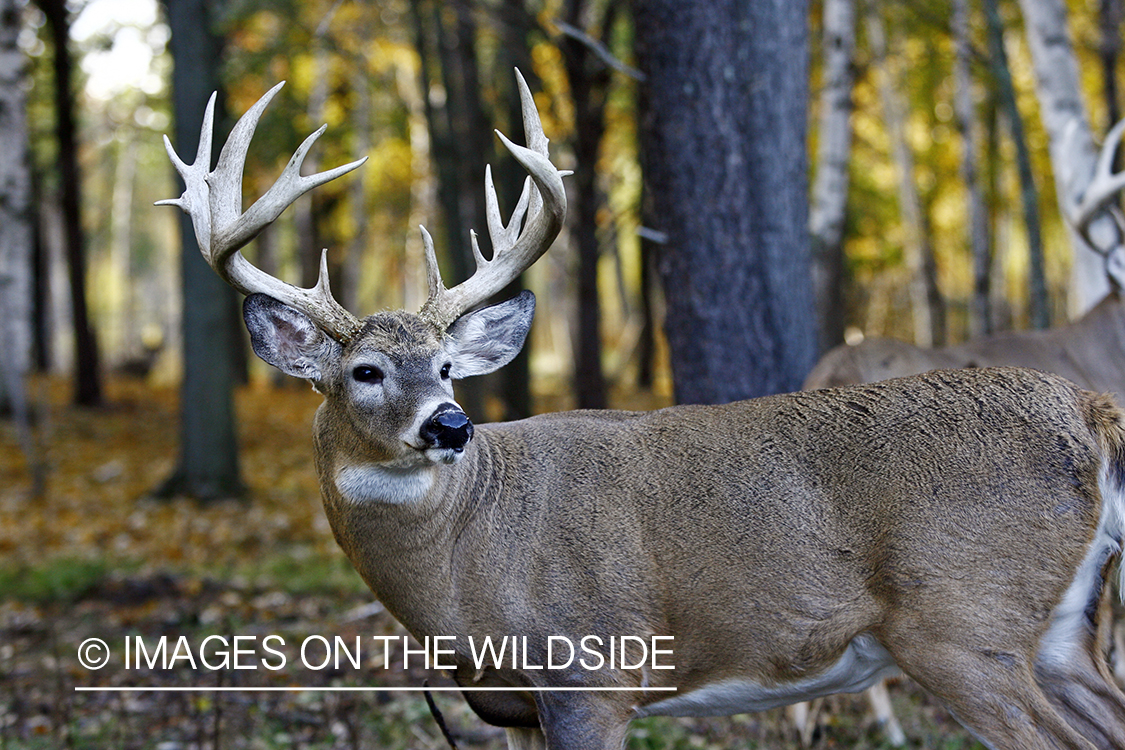 Whitetail bucks in habitat