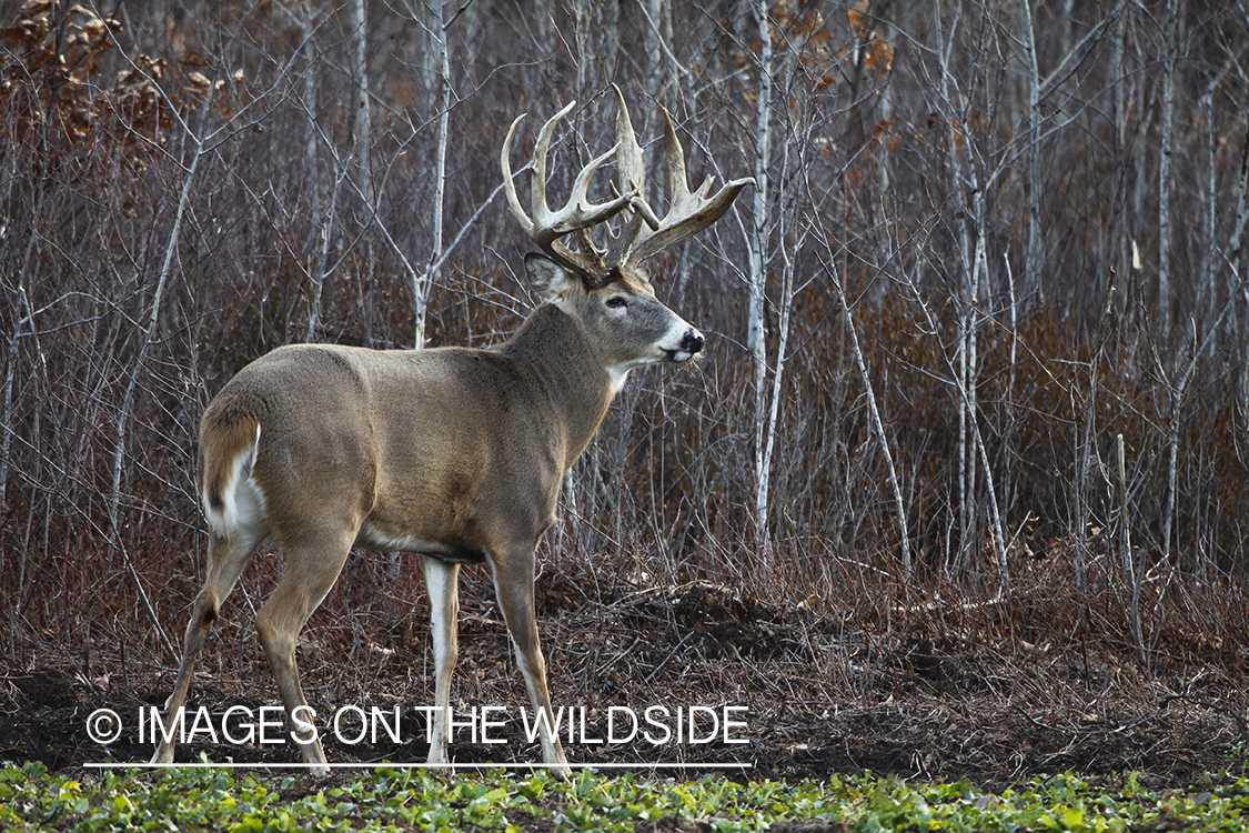 Whitetail buck in habitat