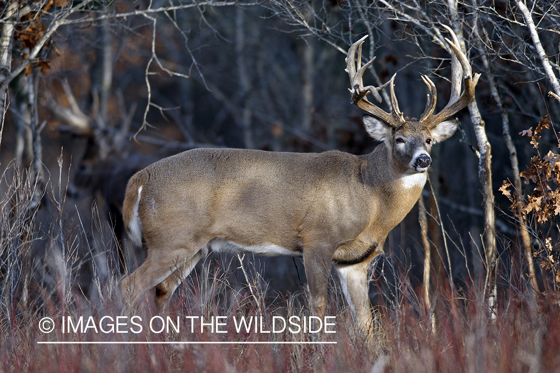 Whitetail buck in habitat.