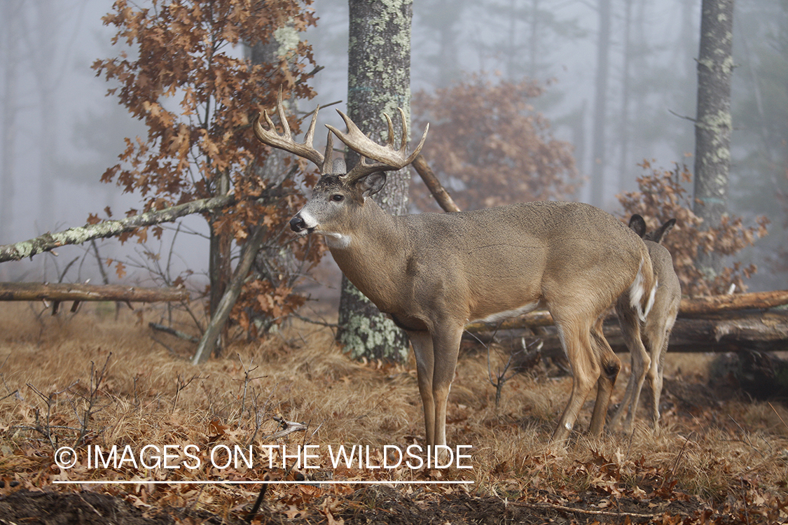 Whitetail buck in habitat.