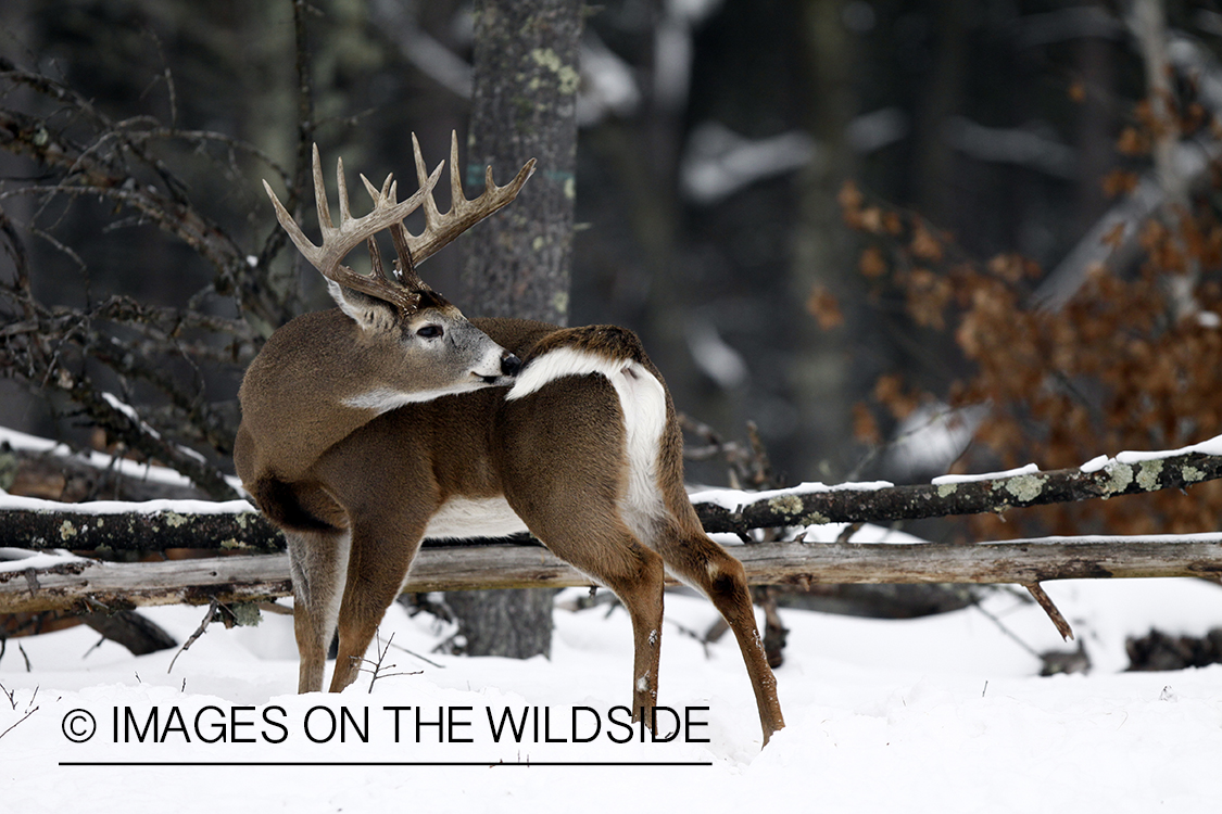 White-tailed buck in habitat.