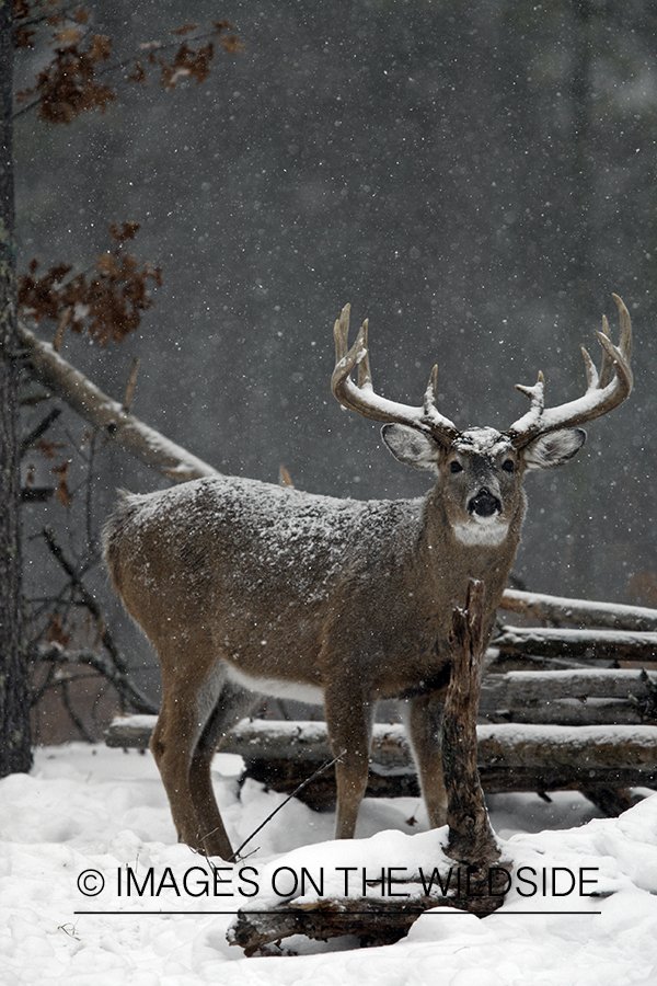 Whitetail in habitat